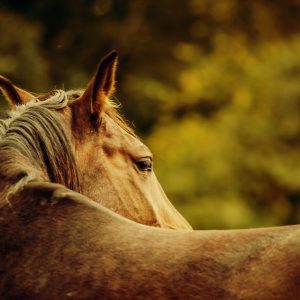 Close-up of a horse head – Horse warm sunny colors portrait