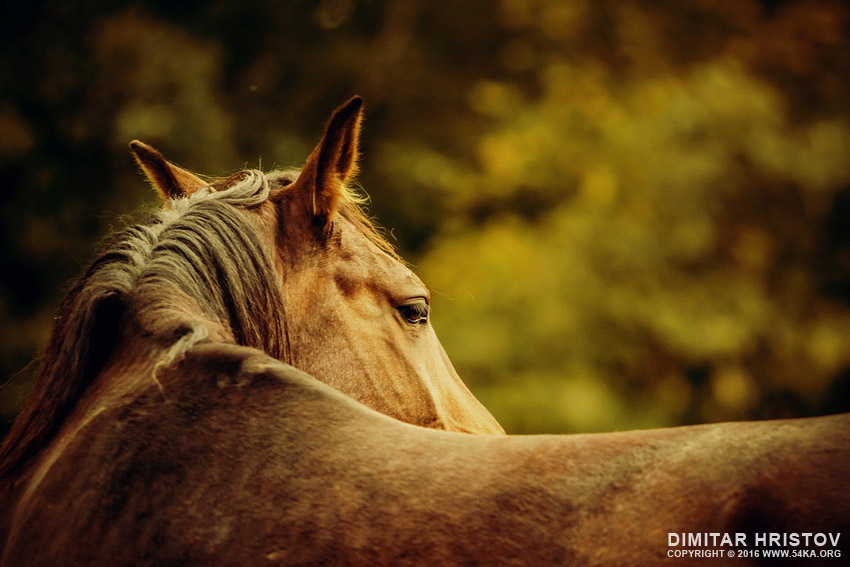 Close up of a horse head – Horse warm sunny colors portrait photography horse photography top rated featured animals  Photo