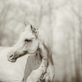Close up portrait of lone white horse