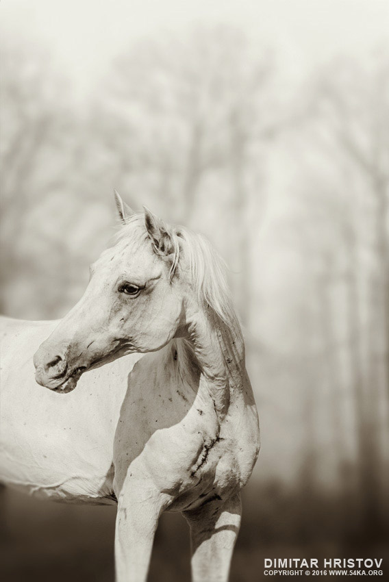 Close up portrait of lone white horse photography featured equine photography black and white animals  Photo