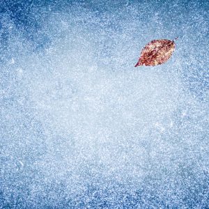 Frozen leaf on the ice