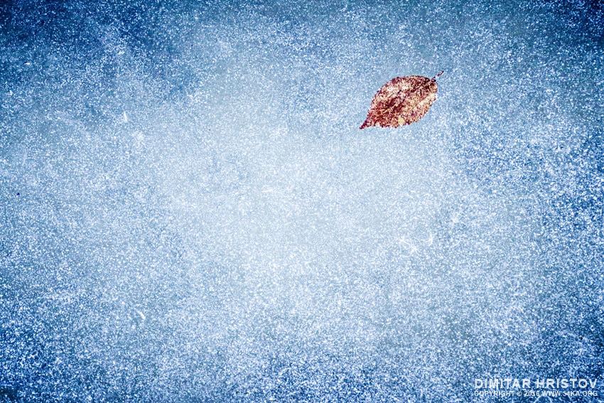 Frozen leaf on the ice daily dose  Photo