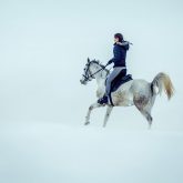 White horse on the snow