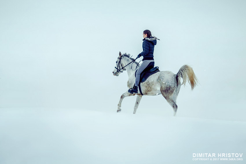 White horse on the snow photography horse photography top rated featured  Photo