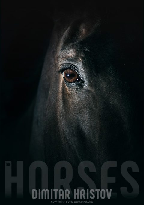 Black horse eye – Beautiful close up - 54ka [photo blog]