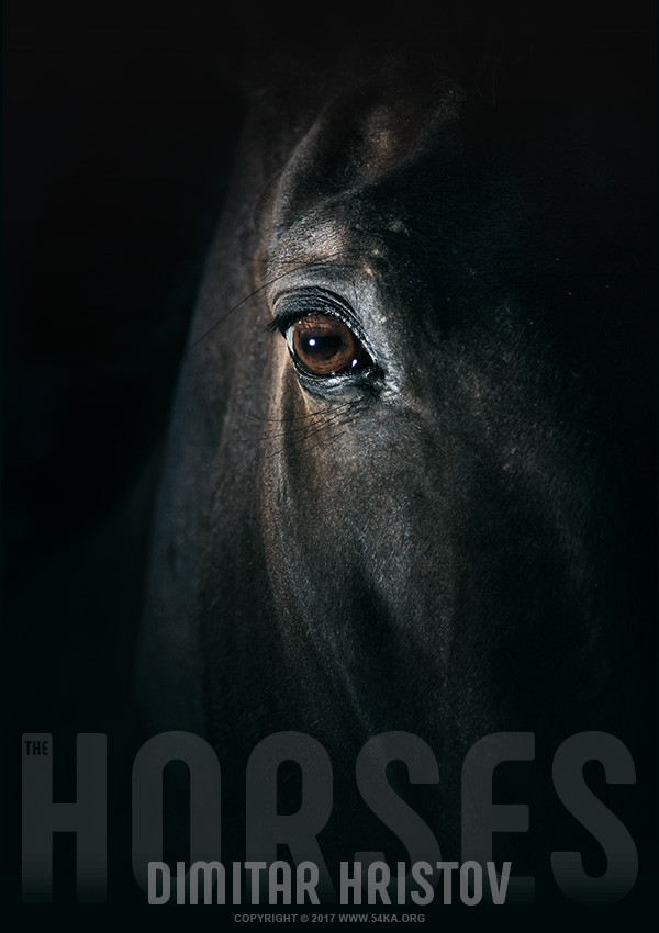 Black horse eye   Beautiful close up photography featured equine photography animals  Photo