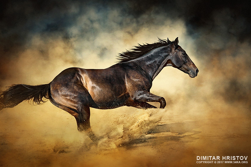 Black stallion horse   galloping like a devil photography top rated featured equine photography animals  Photo