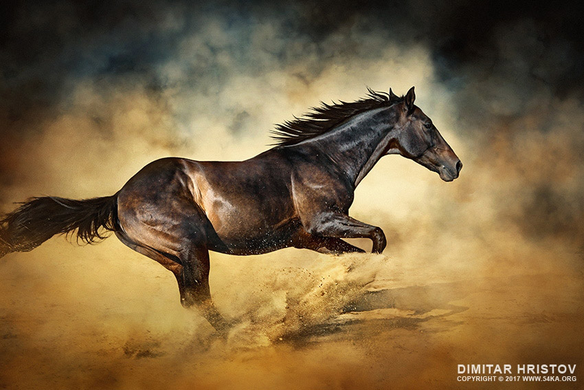 Black stallion horse – galloping like a devil - 54ka [photo blog]