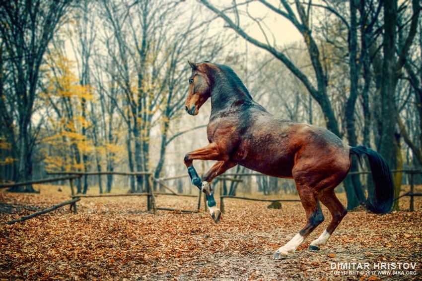 Brown horse in the forest photography horse photography featured animals  Photo