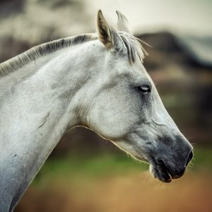 Equine portrait – White horse head