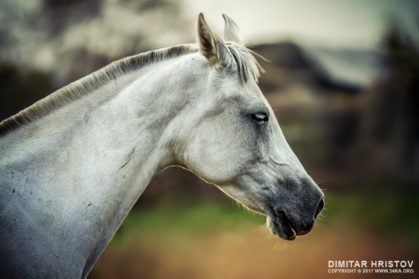 Equine portrait   White horse head photography horse photography featured animals  Photo