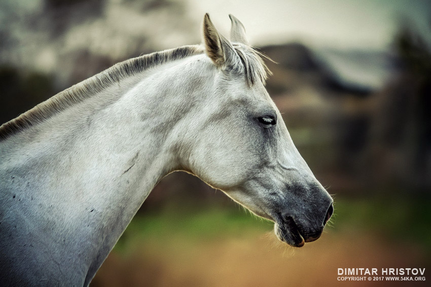 Equine portrait – White horse head - 54ka [photo blog]