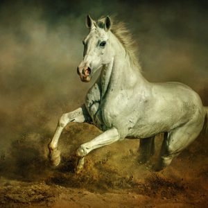 White horse – Running wild