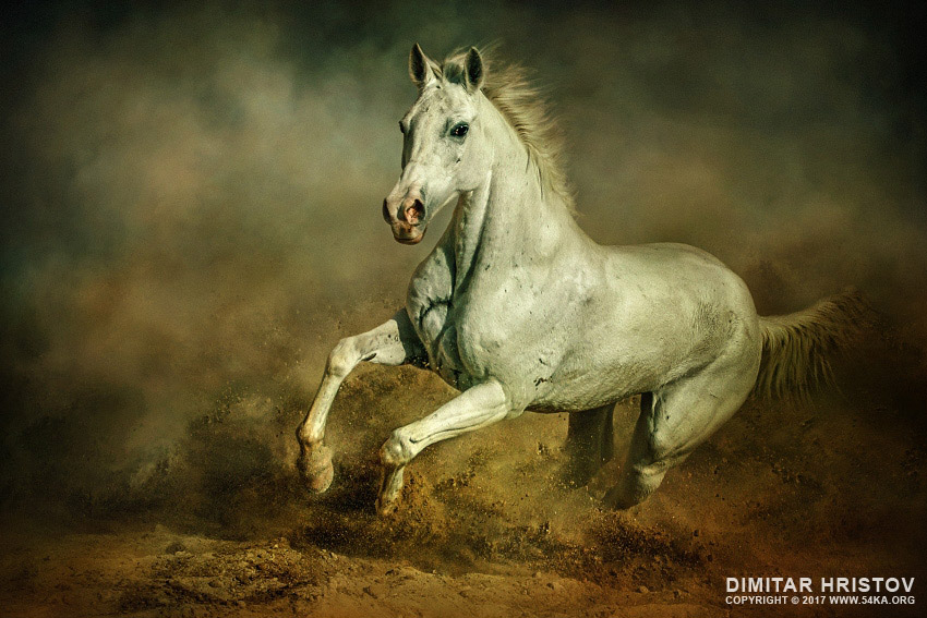 White horse   Running wild photography photomanipulation horse photography featured animals  Photo