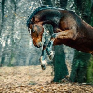 Wild horse jumping