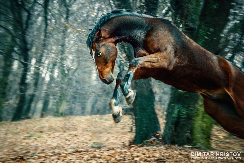 Wild horse jumping photography horse photography animals  Photo