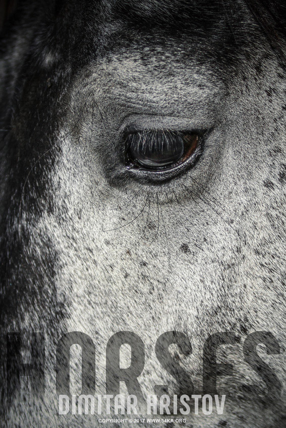 Arabian horse eye photography horse photography featured black and white animals  Photo
