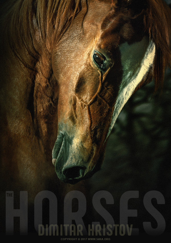Brown horse portrait photography horse photography featured animals  Photo