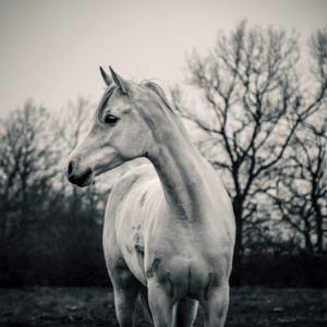 Calm white horse on the forest background