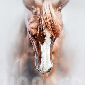 Equine portrait – Beautiful thoroughbred horse head