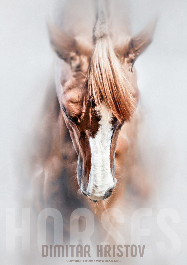 Equine portrait   Beautiful thoroughbred horse head photography horse photography featured animals  Photo
