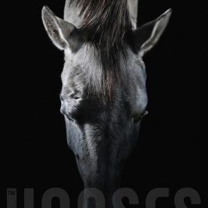 Equine portrait – White horse head on top