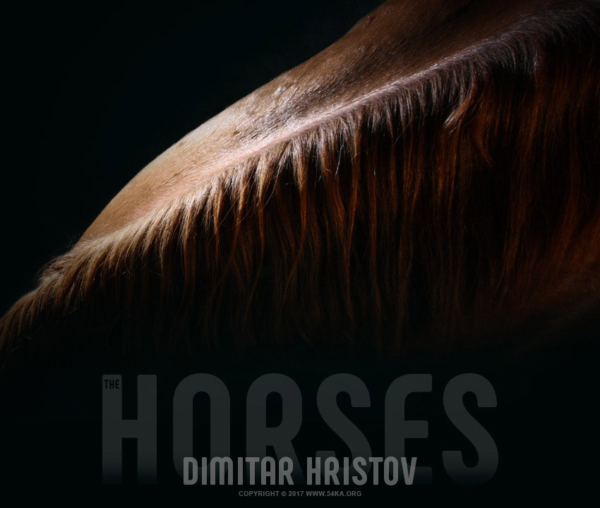 Horse neck and mane photography horse photography animals  Photo