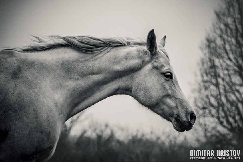 Lonely white horse   Against the wind photography stories top rated featured equine photography black and white animals  Photo
