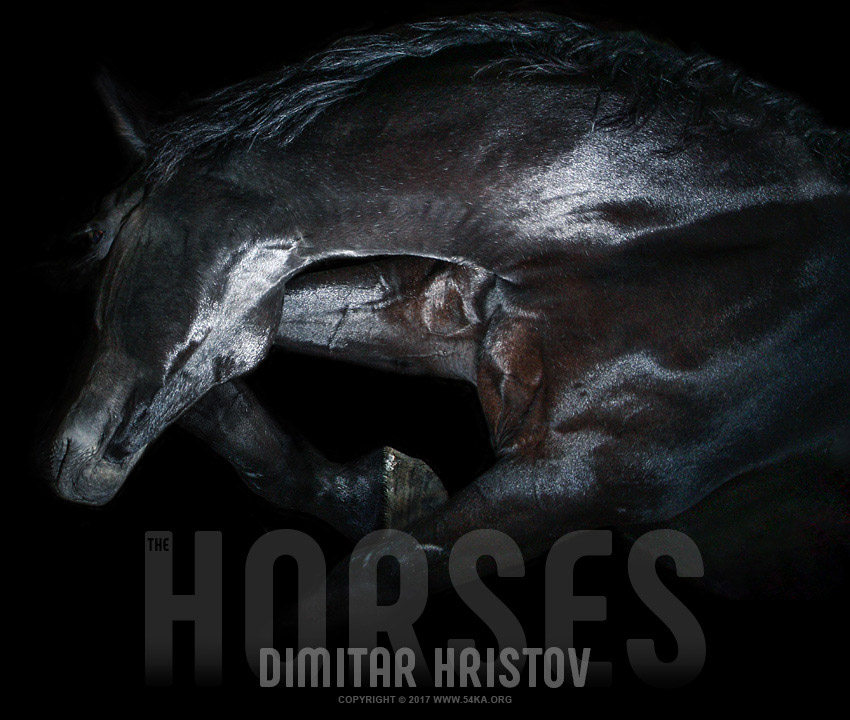 The Black Stallion   The Black Beast photography stories featured equine photography animals  Photo