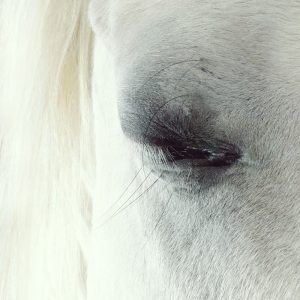 White horse beautiful eye