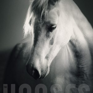 White Horse Head – Strobist Portrait