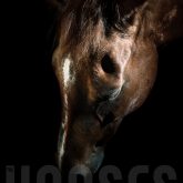 Bown horse portrait