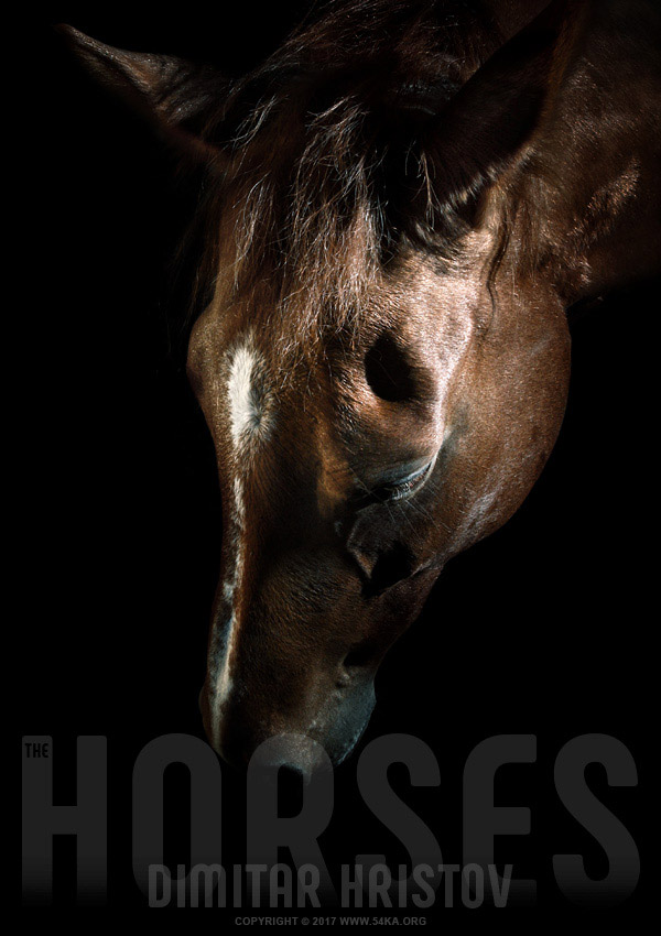 Bown horse portrait photography equine photography animals  Photo
