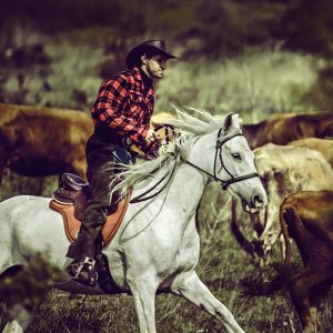 Cowboy riding white horse