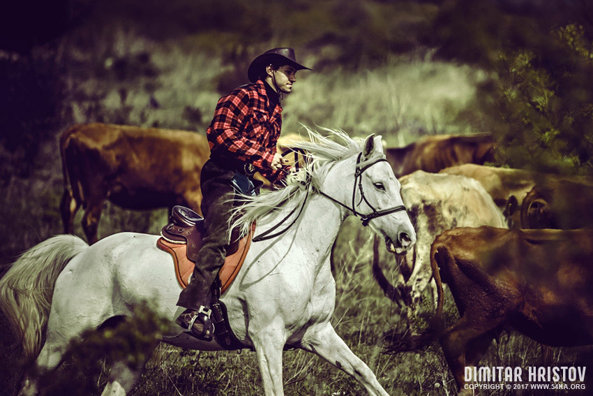 Cowboy riding white horse photography stories horse photography featured animals  Photo