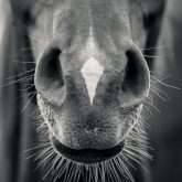 Horse head closeup – Black and White