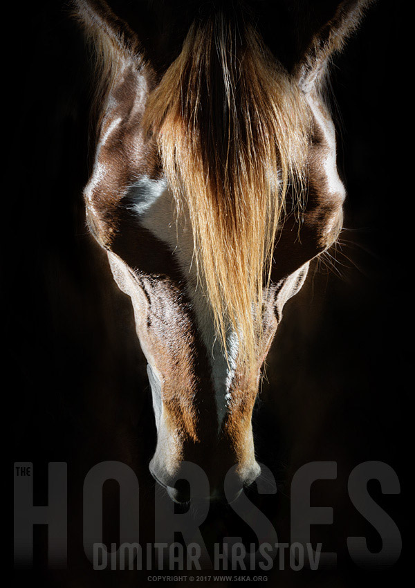 Horse head portrait photography horse photography animals  Photo