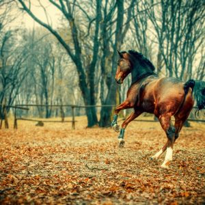 Horse in the beautiful forest