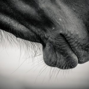 Horse muzzle – Black and White