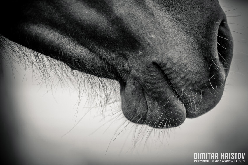Horse muzzle   Black and White photography equine photography black and white animals  Photo