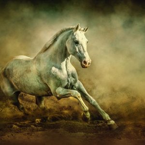 White Arabian Stallion Running In Dust