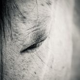 Beautiful white horse with closed eyes