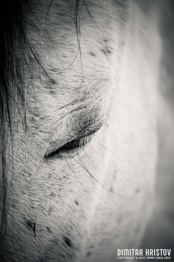 Beautiful white horse with closed eyes photography featured equine photography black and white animals  Photo