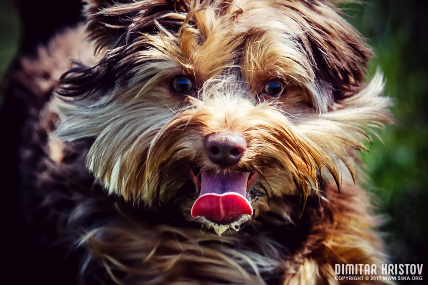 Cute Doggy photography featured animals  Photo