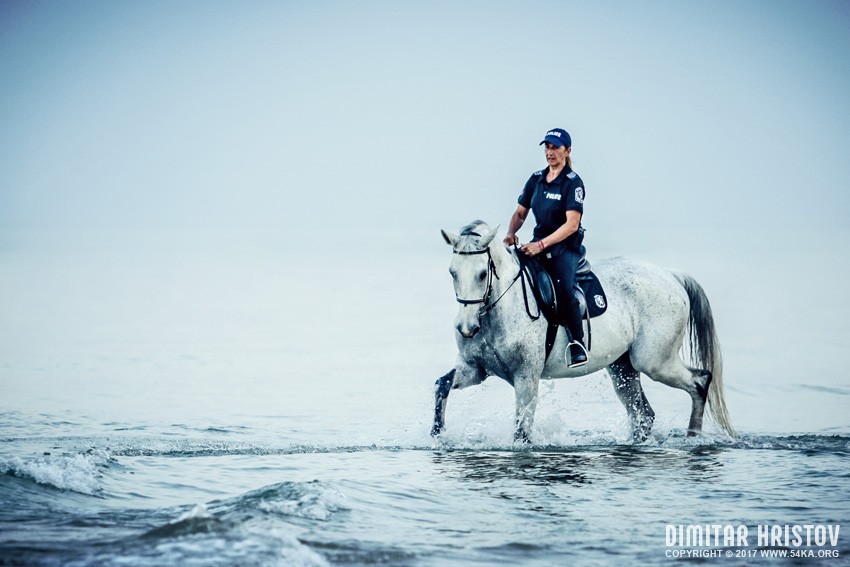 Police woman riding white horse in the sea photography top rated featured equine photography animals  Photo