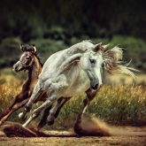 White horse and foal – Running wild