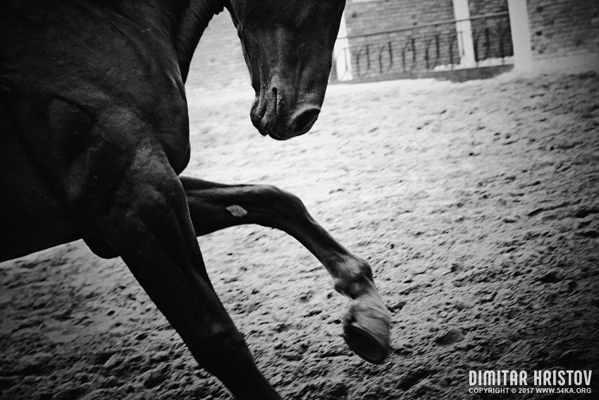 Close Up On Black Horses hooves photography featured equine photography black and white animals  Photo