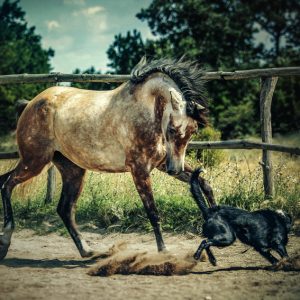 Dog and horse playing together