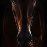 Portrait Of A Brown Horse Close Up