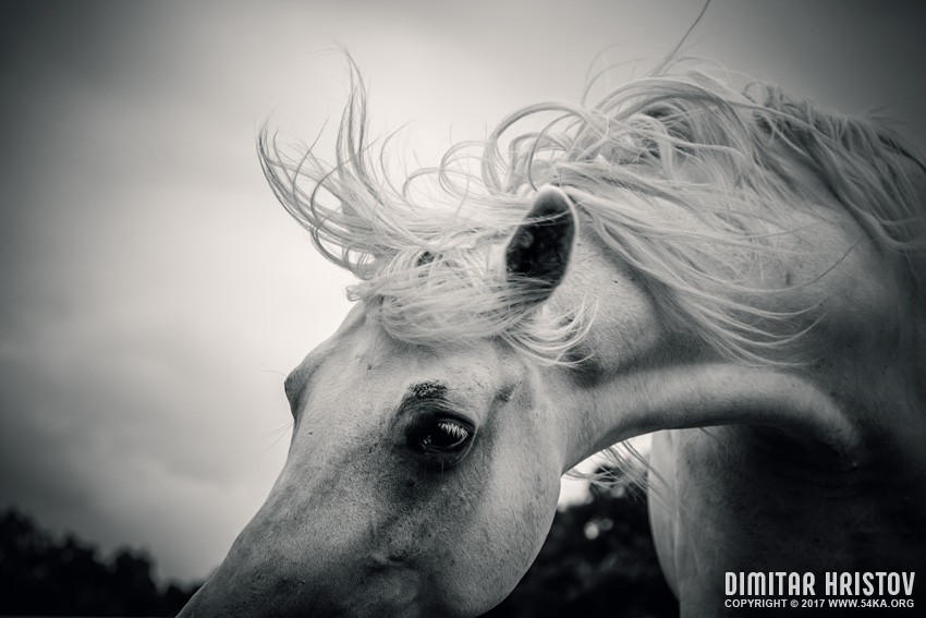 Shaggy morning horse photography horse photography animals  Photo